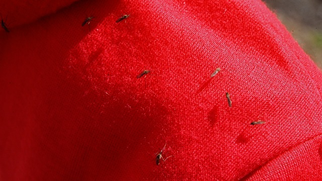 yukon1977-mosquitoes.jpg