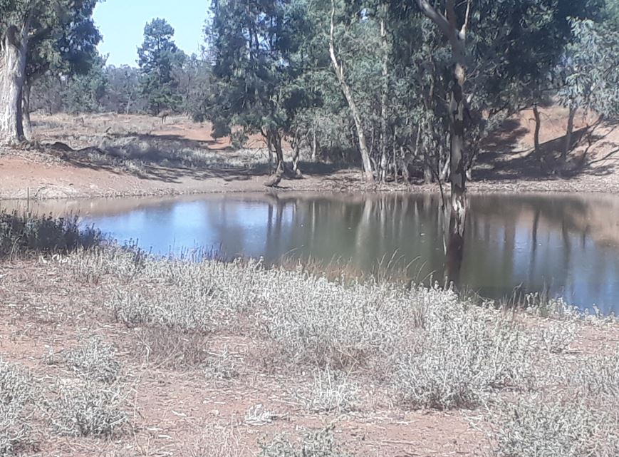 Spot the emu drinking Wood Duck Dam.JPG