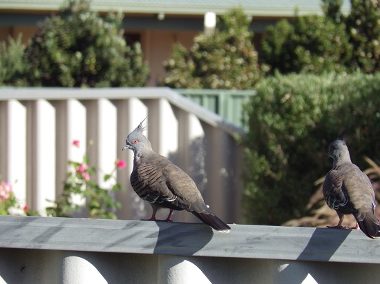 IMGP0109.JPG