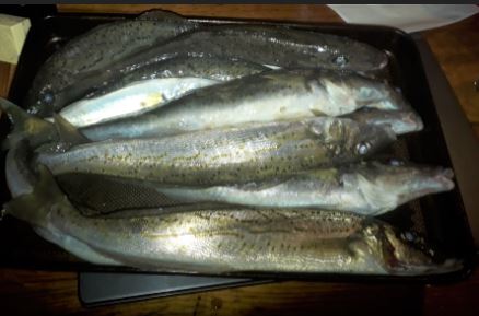 KG Whiting.JPG