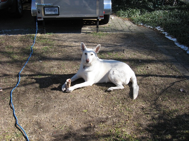 Zoeybone20.jpg