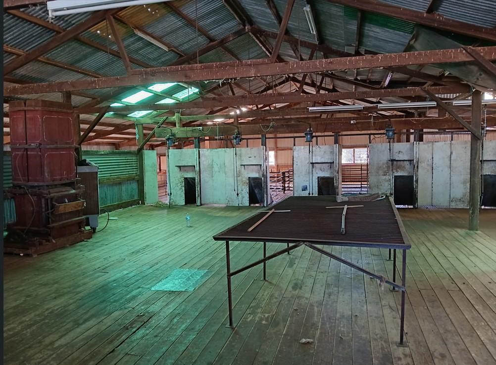8000 sheep were shorn here in two weeks.jpg