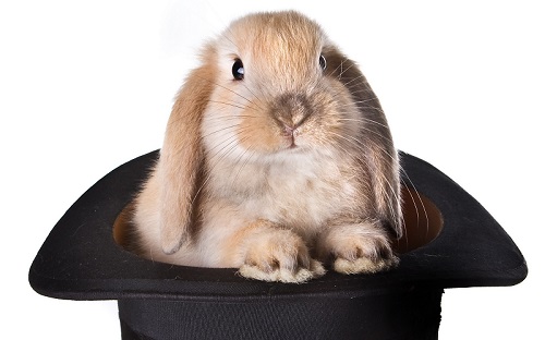 rabbit-in-hat-27972.jpg