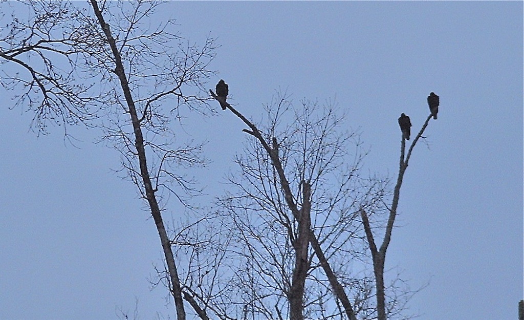 Vultures.JPG