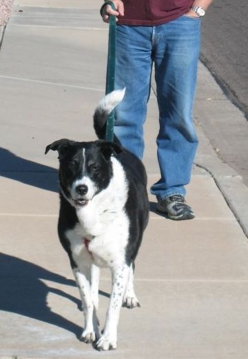 Cleo the wonderdog