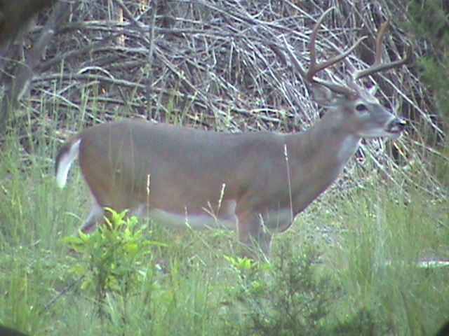 Kerrville deer