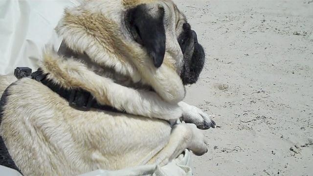 Tank chillin and watchin Beach Peeps