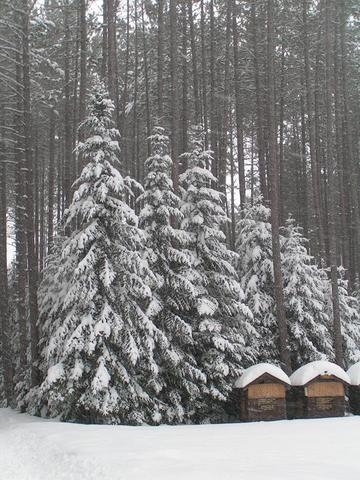 Fish creek pond Jan 09