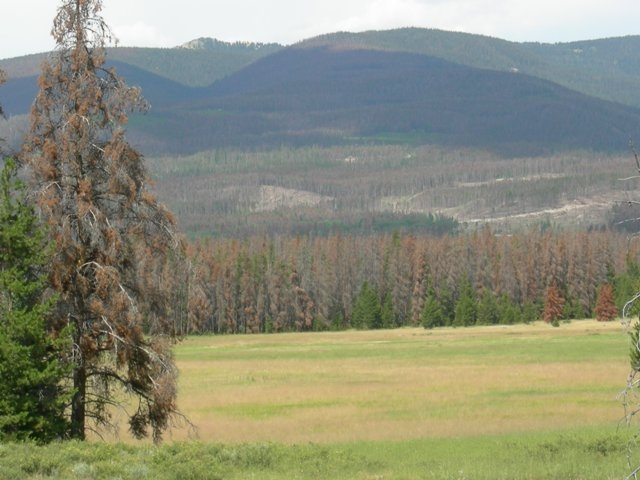 Mountain Pine Beetle damage in Grand Lake Colorado