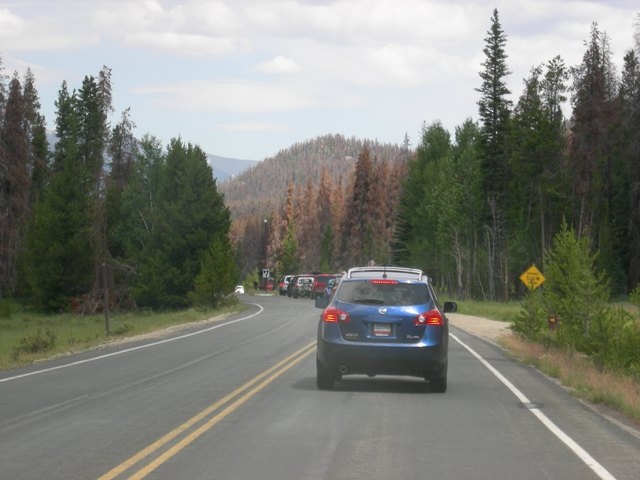 Mountain Pine Beetle damage in Grand Lake Colorado