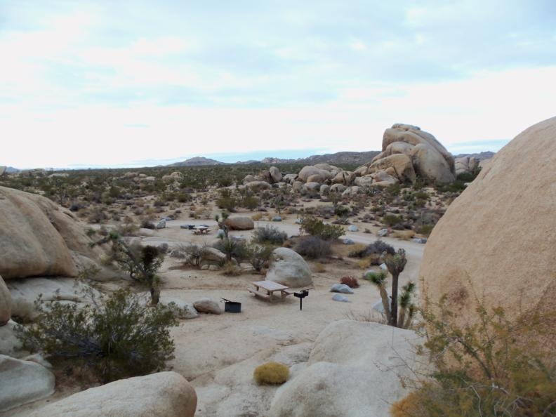 Joshua Tree 1