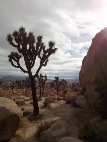 Joshua Tree 7