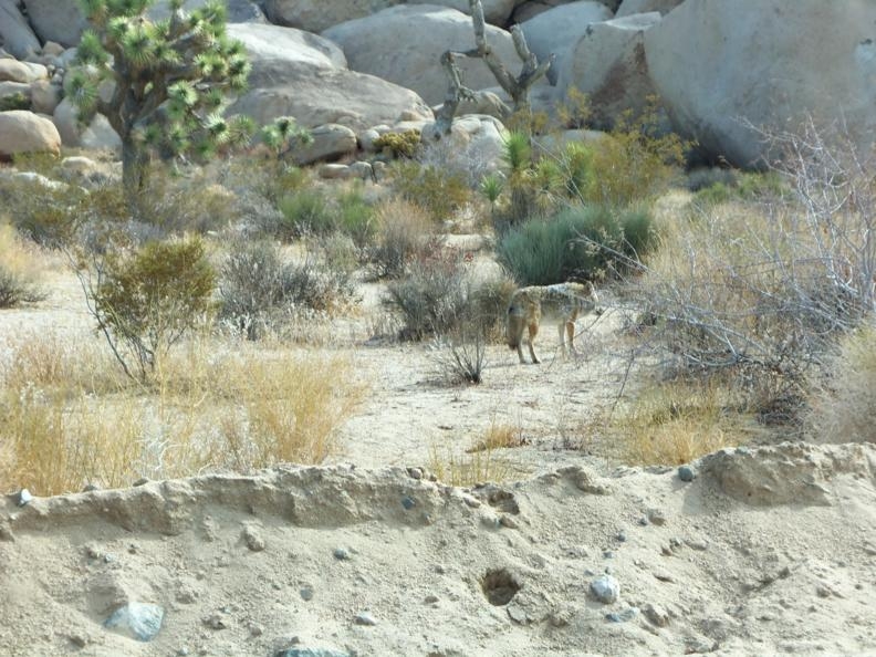 Joshua Tree 7