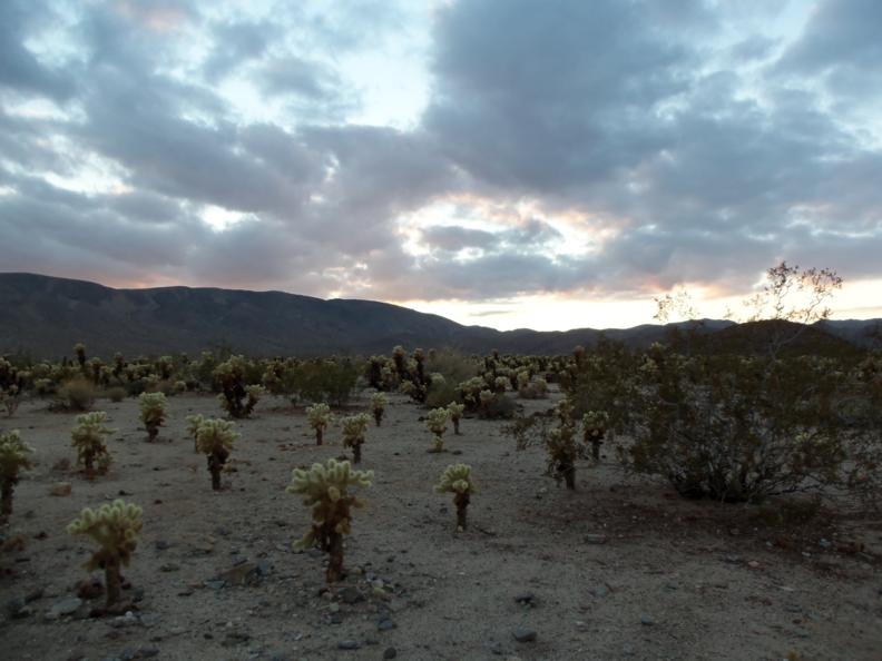 Joshua Tree 8