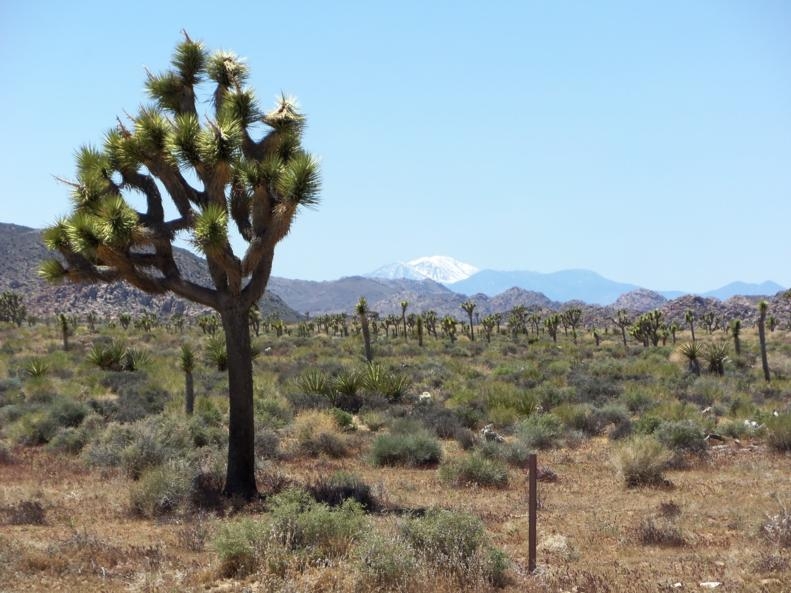 joshua tree 02