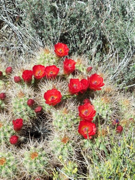 joshua tree 07