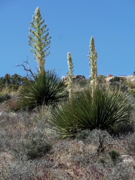 joshua tree 08