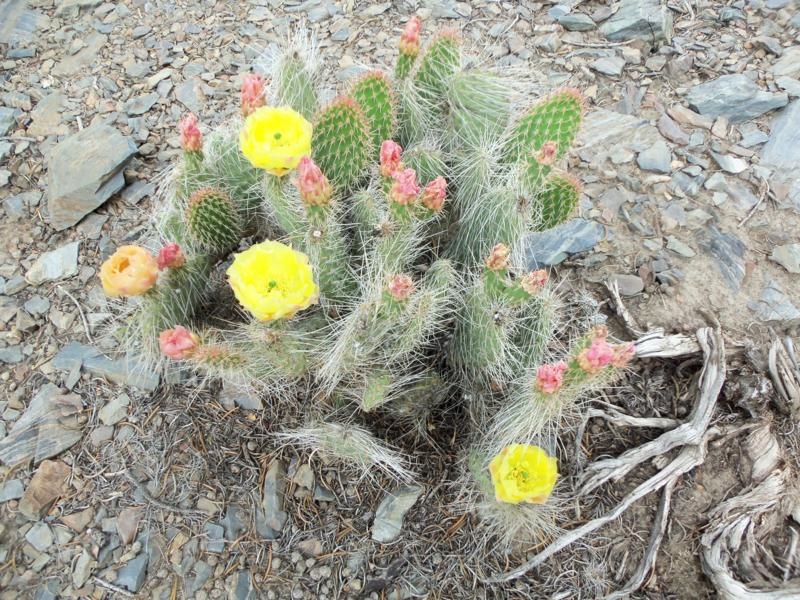 Death Valley 06