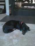 Rosie lounging in front of the fireplace.