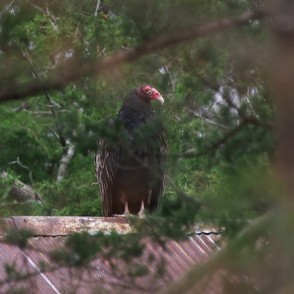 buzzard