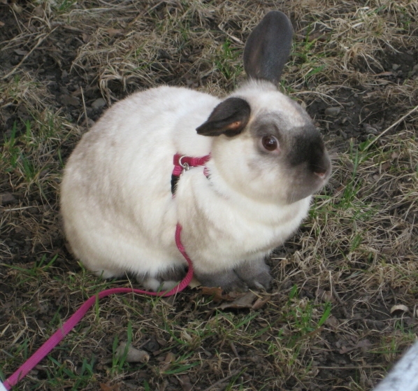 Petunia the Teardrop bunny