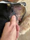 Rattlesnake fang wounds