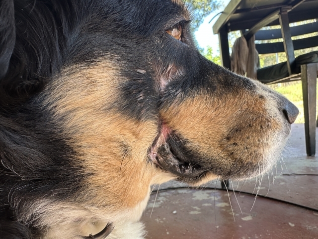 Rattlesnake bite after 12 weeks