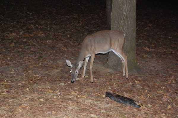 Camp Visitor