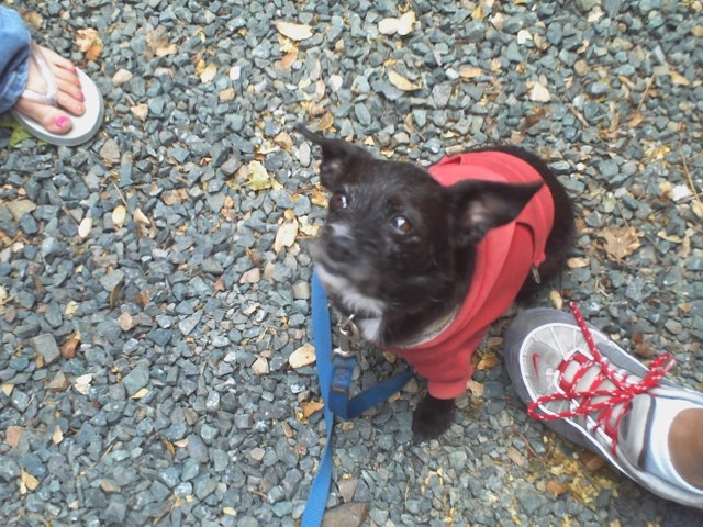 mollie mutt