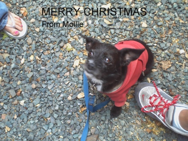 mollie x-mas