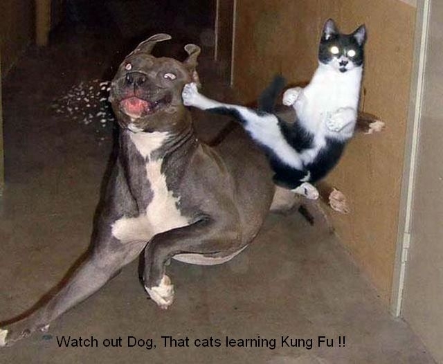 Kung Fu Cat