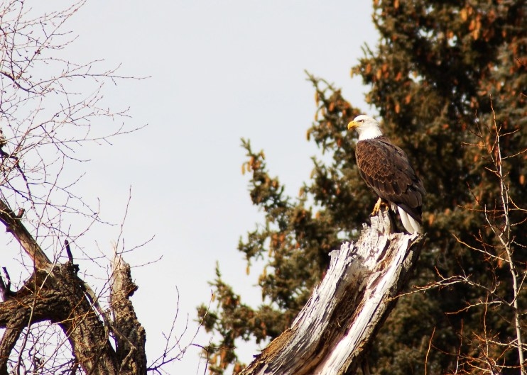 Eagle - Lemon Reservoir, Colorado