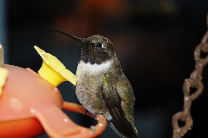 Humming Bird