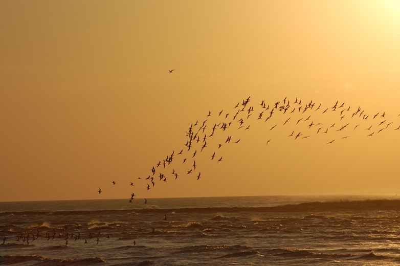 Black Skimmers