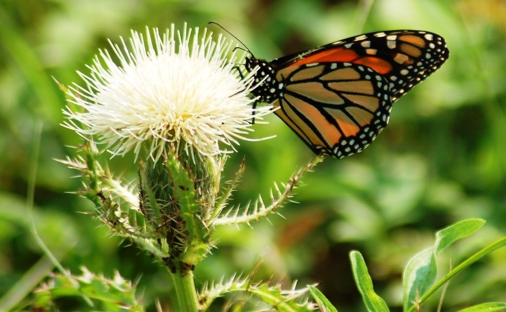 Butterfly and Thistle