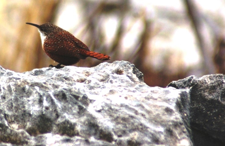 Canyon Wren Lake Amistad