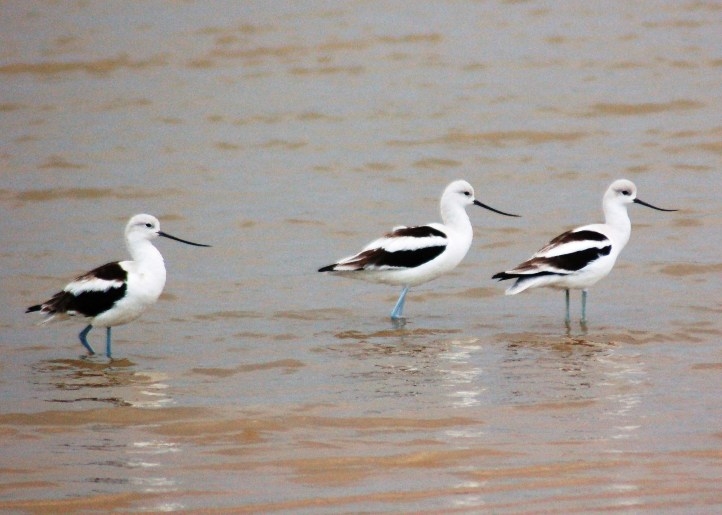 Matagorda Island Avocets