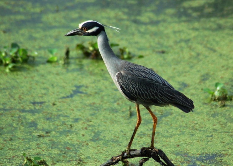 Yellow Crowned Night Heron Brazos Bend