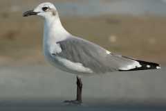 Galveston Island Gull