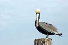 Port Aransas Brown Pelican