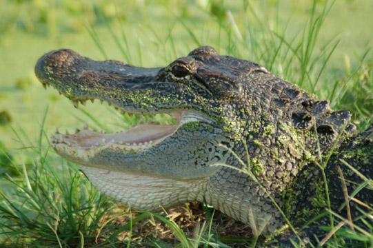 10ft alligator brazos bend