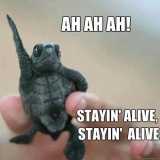 stayin alive