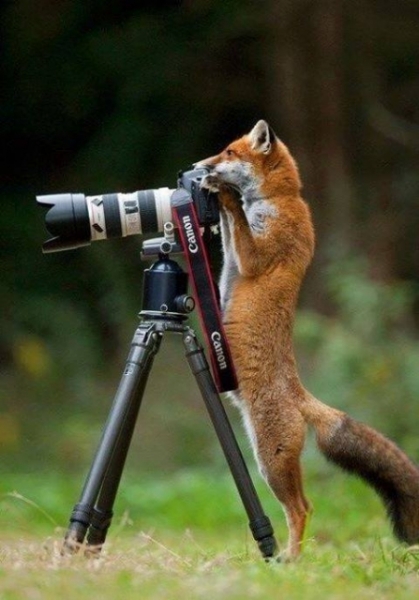 foxpic