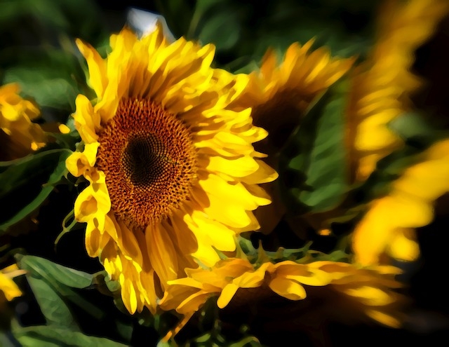 Sunflowers