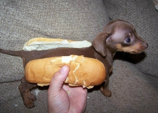 Hot Dog