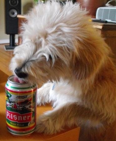 TJ after my beer