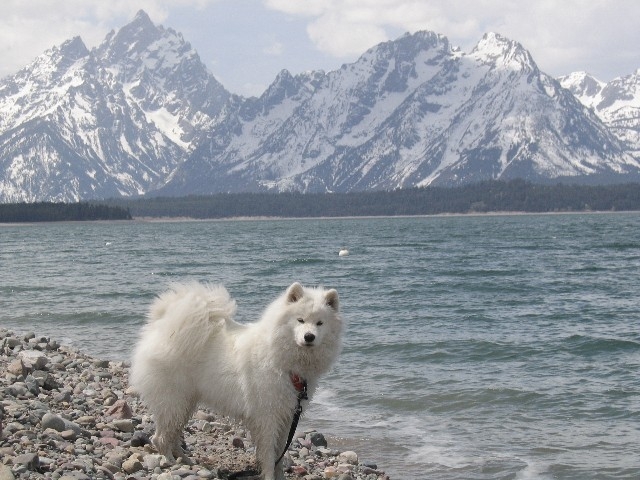 Jackson Lake - Signal Mt - Tetons