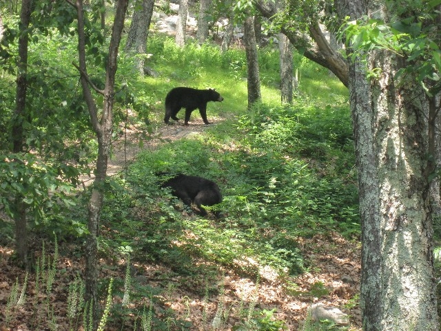 bears