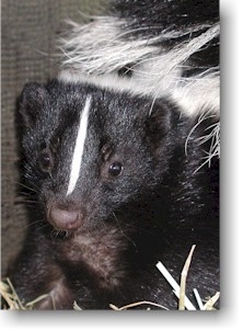 skunk