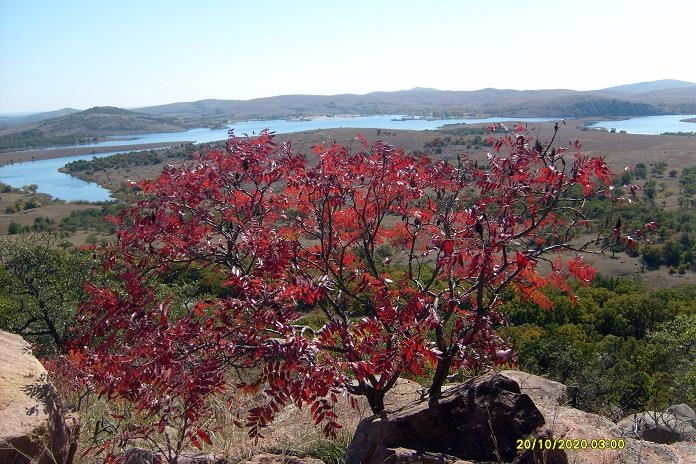 red tree